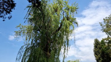 Ağaçların güzel manzarası