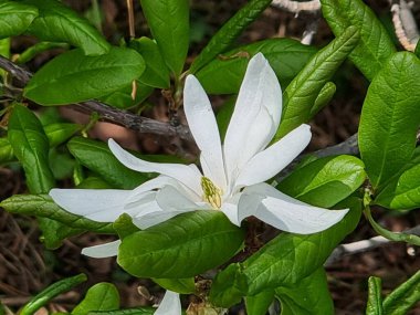 Bahçedeki güzel çiçek. Bitki adı Magnolia stellata 