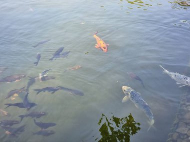 Göldeki koi balığı.