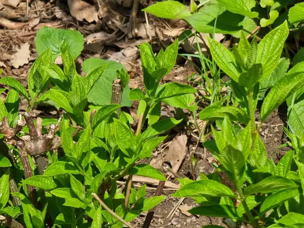 Yeşil bitkiyi yakından çek. Bitki adı Hydrangea paniculata 