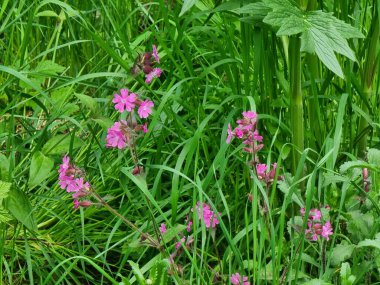 Bahçedeki güzel çiçekler. Bitki adı Silene dioica.