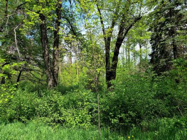 Baharda yeşil orman