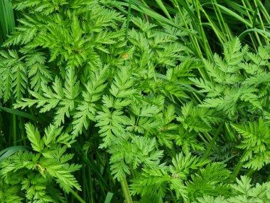 Çalıların yeşil yaprakları. Bitki adı Conium maculatum.