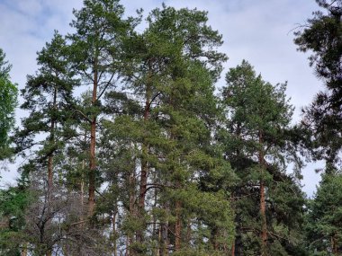 Baharda yeşil orman