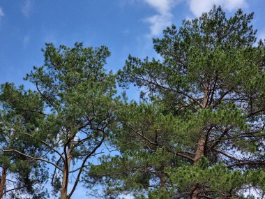 ormanda güzel çam ağacı