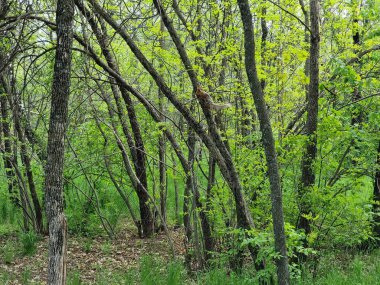 Ormanda yeşil ağaçlar, bitki örtüsü. Ağaçta oturan sincap..