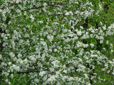 Çiçek açmış elma çiçekleri