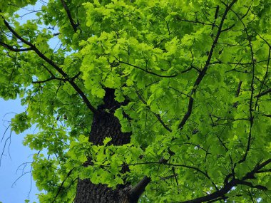 Ormandaki ağacın yeşil yaprakları. Bitki adı Quercus.