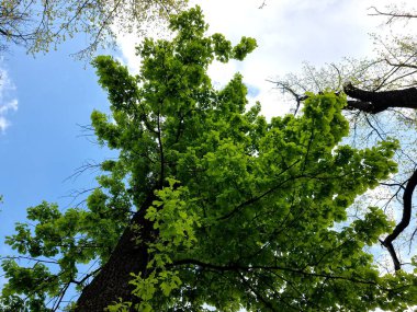 Ağaç dalları, doğa bitki örtüsü. Bitki adı Quercus.