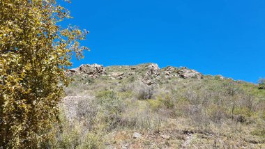 Ağacı ve dağları olan güzel bir manzara