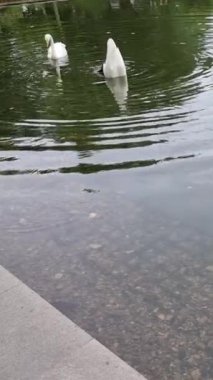 Dikey video. Göldeki güzel beyaz kuğular. Kuğular suda yüzer ve yemek yerler. Balık gölette yüzer..
