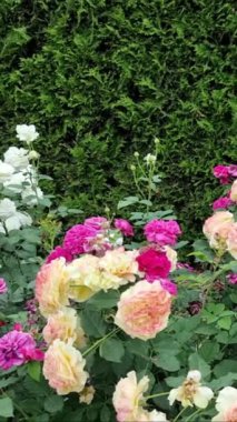 Dikey video. Bahçede güller açar..