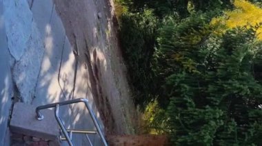 Dikey video. Sincap ladin üzerine doğru koşar..