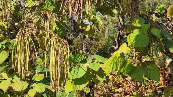 Yaprakları ve bitkileri olan yeşil ağaç dalları, doğa konsepti. Sonbaharda Catalpa ovata G.Don..