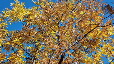 Sarı yapraklı sonbahar ağacı. Fraxinus Pennsylvanica bahçede.
