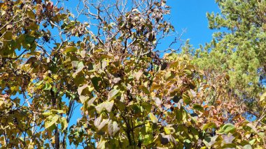 Mavi gökyüzü ile sonbahar ağaçlar