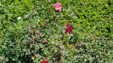 Bahçedeki güzel güller