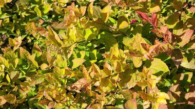 Cornus Sanguinea bahçede. Sonbahar yaprakları, bitki örtüsü ve doğa..