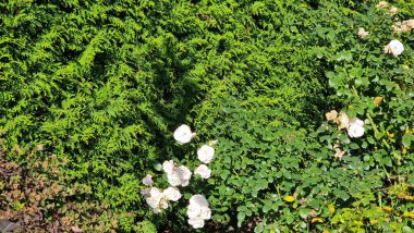 Bahçede ardıç ve güller