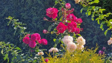 Bahçedeki güzel çiçekler