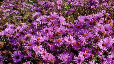 Bahçedeki güzel çiçekler. Aster alpinüsü.