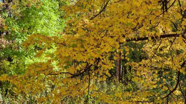 Ormandaki ağaçtaki güzel sonbahar yaprakları