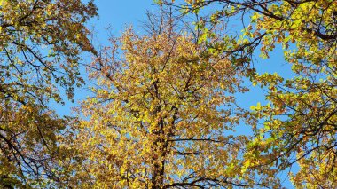 Ormanda sonbahar ağaçları