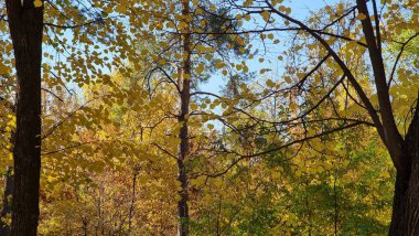 Ağaçlar ve yapraklarla dolu sonbahar ormanı