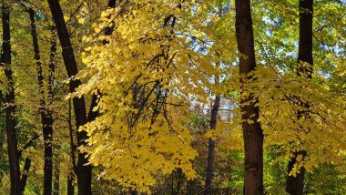 Sonbahar ormanı sabahları
