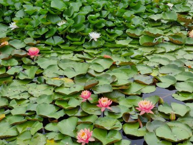 Su çiçeği, su bitkisi. Nymphaea.