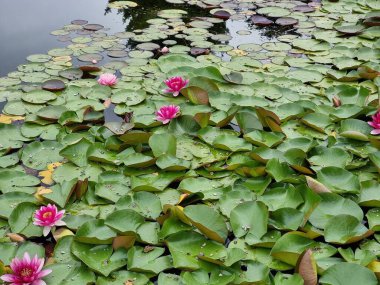 Gölette çiçekler. Nymphaea.