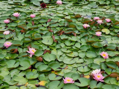 Sudaki sulu çiçekleri