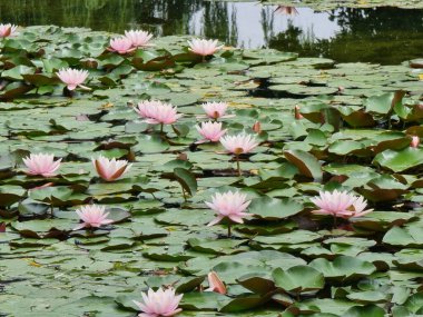 Gölette güzel pembe çiçekler