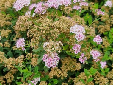 Güzel çiçekler, doğa arka planı. Spiraea japonica.