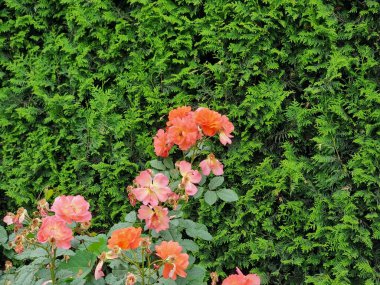 Güzel kırmızı gülleri olan yeşil çalı. Rosa 