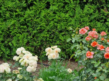 Thuja çiti. Bahçede beyaz ve kırmızı güller. Rosa 