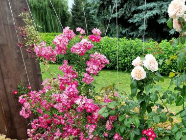 Bahçedeki güzel manzara