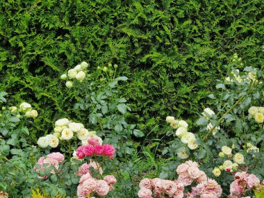 Bahçedeki güzel güller