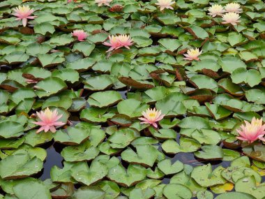 Gölette harika sulu zambak çiçekleri