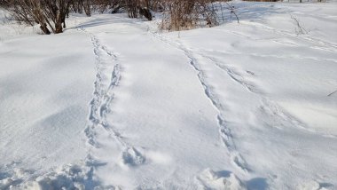 Karda ayak izleri. Güneşli kış günü.