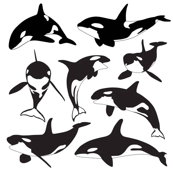Orca Whale Silhouette Killer Whale Collection — Stock Vector