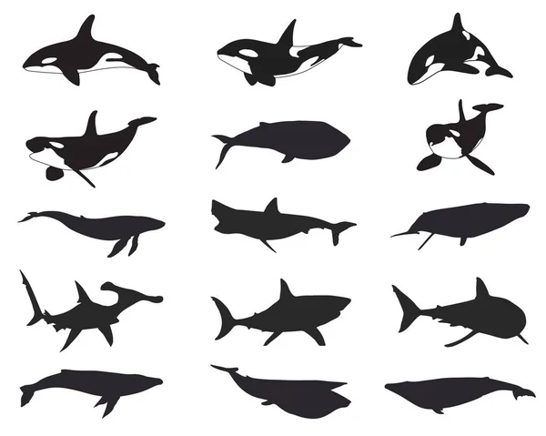 Набор Векторных Силуэтов Различных Акул Китов — стоковый вектор