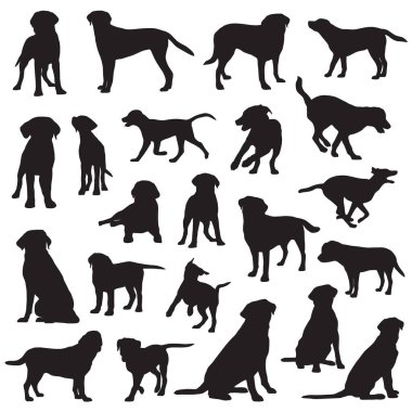 Köpekler ve beyaz arka planda farklı labrador av köpekleri..