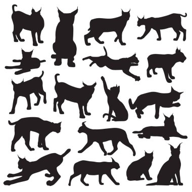 Vaşak silueti, kedi silueti