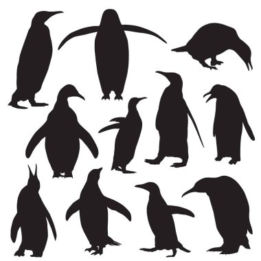 Beyaz arkaplanda penguenlerin vektör silueti