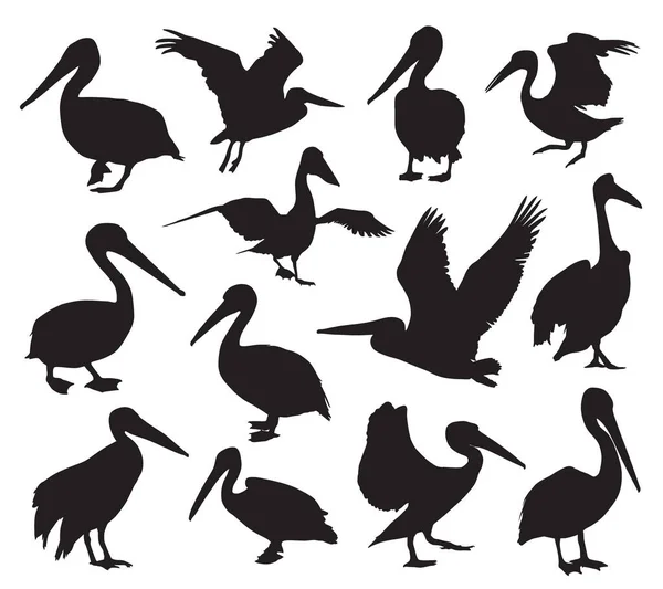 Set Pelican Silhouettes White Background — Stock Vector
