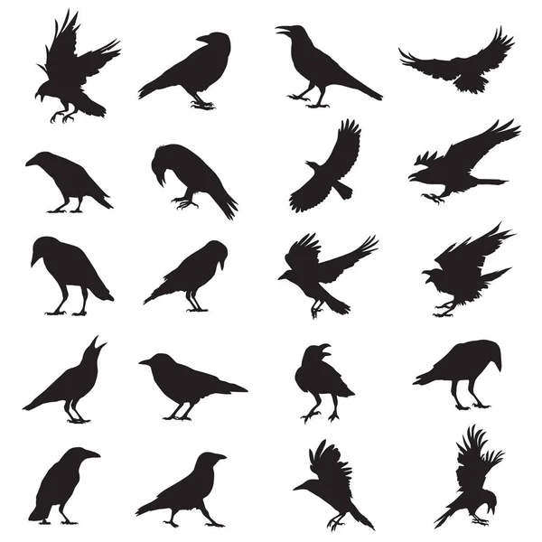 Conjunto Siluetas Negras Diferentes Cuervo Cuervo Vector — Archivo Imágenes Vectoriales