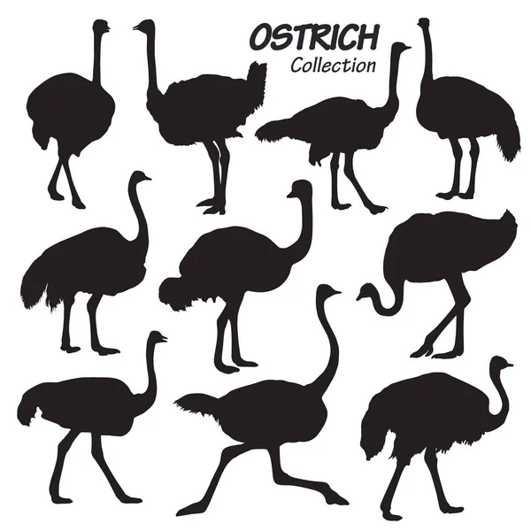 Black White Silhouettes Ostrich Birds Vector Illustration Flat Design Style — Stock Vector