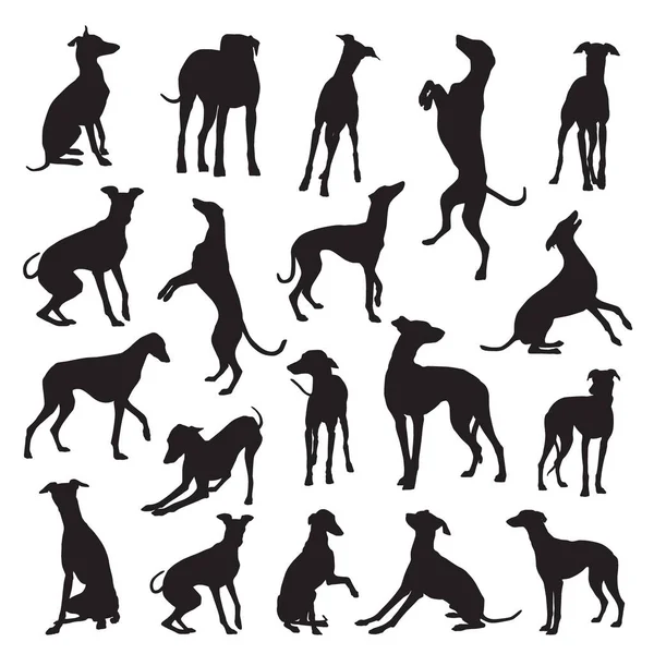 Gri av köpeği siluetlerinin vektör kümesi