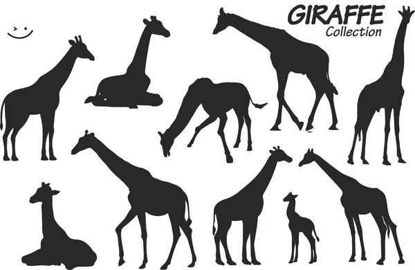Silhuet Vilde Giraffer Med Giraf – Stock-vektor
